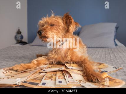 Petit chien reposant sur des billets en euros sur le lit avec les yeux fermés. Concept drôle et ironique de luxe, de succès financier ou d'animaux gâtés. Image créative pour COM Banque D'Images