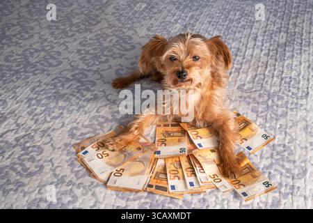 Chien mignon allongé sur des billets en euros sur le lit. Concept humoristique de richesse, d'épargne, de luxe ou de protection financière. Image d'argent drôle et créative pour comme Banque D'Images