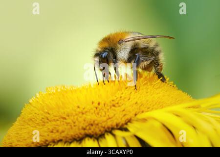 Abeille cardée commune (Bombus pascuorum) travailleuse avec proboscis dans l'inflorescence d'un Oxeye jaune Banque D'Images