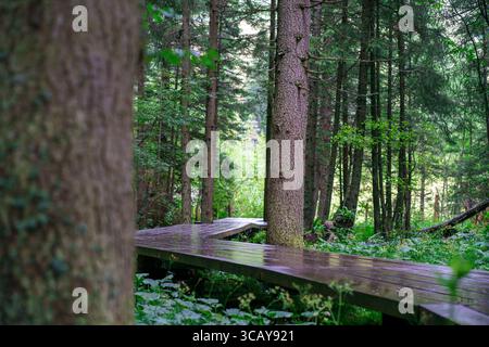 Vue d'un chemin en bois posé parmi les arbres de la forêt après la pluie. Banque D'Images