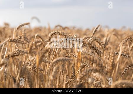 Gros plan de champ de blé doré avec des épis de grain mûrs prêts pour la récolte sous ciel clair, symbole de l'agriculture, de l'agriculture biologique et de la production alimentaire naturelle Banque D'Images