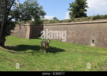 Anciens remparts, fortifications, ville de neuf-Brisach, département du Haut-Rhin, France Banque D'Images