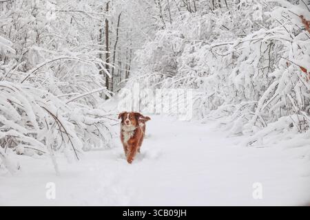 Chien court à travers la neige dans une forêt Banque D'Images