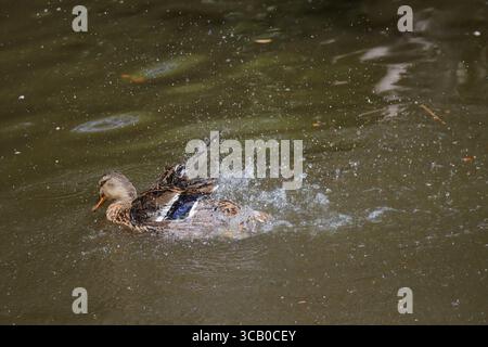 Cette image montre une canard colvert femelle baignant vigoureusement dans l'eau trouble, créant une large éclaboussure autour de son corps. Son plumage marbré est visible, ainsi que le spéculum bleu distinctif sur son aile, alors qu'elle se bat pour nettoyer ses plumes dans ce qui semble être un étang ou un lac. Banque D'Images