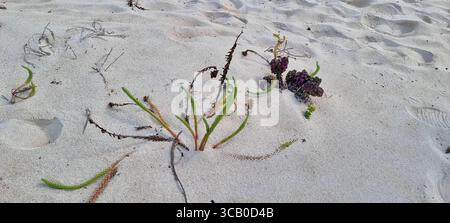 Végétation verte poussant au milieu des dunes de sable blanc à la plage Banque D'Images