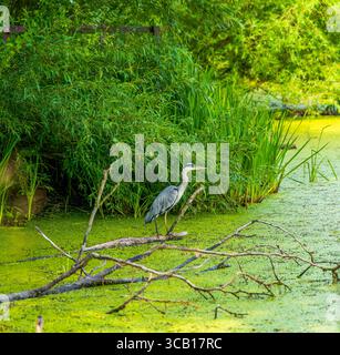 Heron gris debout sur Fallen Branch dans un habitat paisible et vert de terres humides Banque D'Images