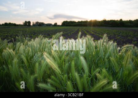 Gros plan de jeunes oreilles d'orge poussant sur un champ vert au coucher du soleil. Paysage rural, agriculture naturelle, concept agricole et production éco-alimentaire. Banque D'Images