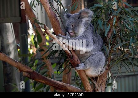 17 juin 2023, Sydney, Nouvelle-Galles du Sud, Australie : Koala (Phascolarctos cinereus) perché sur un arbre dans un parc animalier à Sydney, Nouvelle-Galles du Sud, Australie. Le koala, aussi appelé ours koala, est un marsupial herbivore arboricole originaire d'Australie. Pratiquement sans queue, le corps est robuste et gris, avec une poitrine jaune pâle ou crème et des taches sur la croupe. Le visage large a un nez large, arrondi et cuirassé, de petits yeux jaunes et de grandes oreilles moelleuses. Le koala se nourrit très sélectivement des feuilles de certains eucalyptus. (Crédit image : © Tara Malhotra/ZUMA Press Wire) Banque D'Images