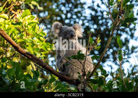 17 juin 2023, Sydney, Nouvelle-Galles du Sud, Australie : Koala (Phascolarctos cinereus) perché sur un arbre dans un parc animalier à Sydney, Nouvelle-Galles du Sud, Australie. Le koala, aussi appelé ours koala, est un marsupial herbivore arboricole originaire d'Australie. Pratiquement sans queue, le corps est robuste et gris, avec une poitrine jaune pâle ou crème et des taches sur la croupe. Le visage large a un nez large, arrondi et cuirassé, de petits yeux jaunes et de grandes oreilles moelleuses. Le koala se nourrit très sélectivement des feuilles de certains eucalyptus. (Crédit image : © Tara Malhotra/ZUMA Press Wire) Banque D'Images