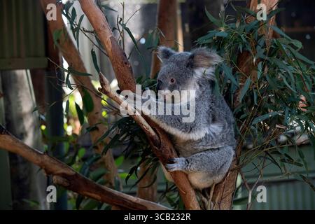 17 juin 2023, Sydney, Nouvelle-Galles du Sud, Australie : Koala (Phascolarctos cinereus) perché sur un arbre dans un parc animalier à Sydney, Nouvelle-Galles du Sud, Australie. Le koala, aussi appelé ours koala, est un marsupial herbivore arboricole originaire d'Australie. Pratiquement sans queue, le corps est robuste et gris, avec une poitrine jaune pâle ou crème et des taches sur la croupe. Le visage large a un nez large, arrondi et cuirassé, de petits yeux jaunes et de grandes oreilles moelleuses. Le koala se nourrit très sélectivement des feuilles de certains eucalyptus. (Crédit image : © Tara Malhotra/ZUMA Press Wire) Banque D'Images