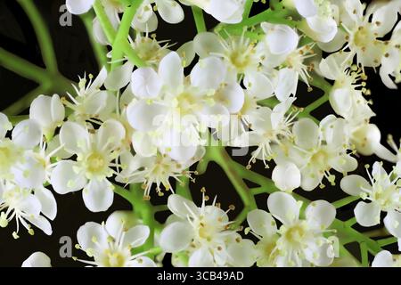 Gros plan de fleurs de Photinia (Photinia x fraseri) Red Tip sur les tiges Banque D'Images