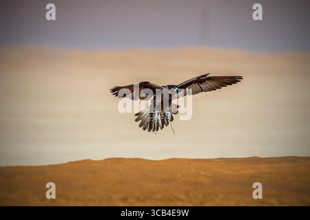 Un faucon pendant un entraînement de fauconnerie dans le désert à Riyad, en Arabie Saoudite. Banque D'Images