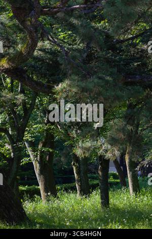 Belle scène forestière avec la lumière du soleil filtrant à travers le feuillage vert luxuriant, créant une atmosphère sereine et tranquille. Idéal pour les thèmes de la nature Banque D'Images