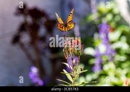 Papillon monarque volant au-dessus d'une fleur d'aspersion Banque D'Images