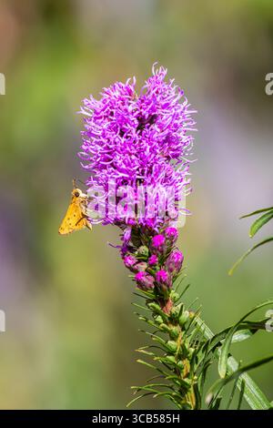 Skipper fougueux Hylephila phyleus pollinisant une plante de Kobold Liatris spicata poussant dans le sud de la Californie. Banque D'Images