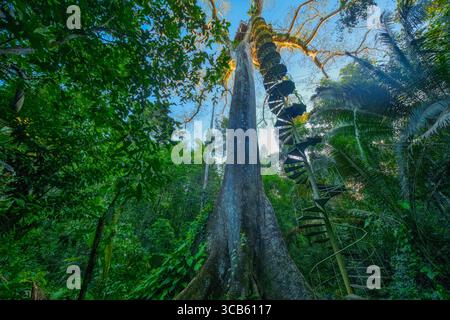 Arbre tropical massif, arbre Kapok (Ceiba pentandra) avec tour de canopée Banque D'Images