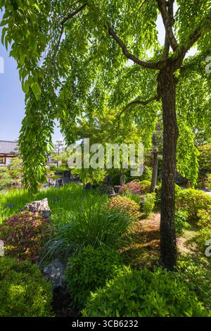 Jardin japonais du temple Sanjūsangen-dō avec une végétation luxuriante, des fleurs vibrantes et des arbres tranquilles sous un ciel bleu clair, créant un cadre paisible et nat Banque D'Images