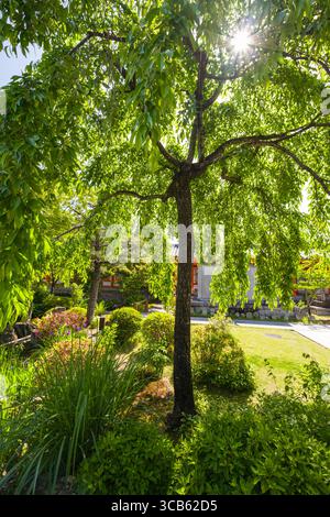 Jardin du temple de Sanjūsangen-dō avec un grand arbre feuillu avec la lumière du soleil filtrant à travers les branches. Le cadre serein comprend une verdure vibrante Banque D'Images