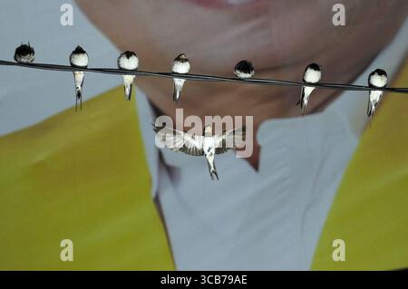 7 octobre 2023, Yogyakarta, Yogyakarta, Indonésie : des milliers de hirundo rustica asiatiques perchés sur les lignes électriques de la ville et les lumières des panneaux d'affichage pour se reposer la nuit à Yogyakarta, le 7,2023 octobre. Cet oiseau de petite longueur migre de ses aires de reproduction en Amérique du Nord et en Eurasie. Pour éviter les conditions météorologiques extrêmes, ces oiseaux volent, cherchent de la nourriture et se reposent dans d'autres régions. L'itinéraire de voyage est assez long, à partir de l'Amérique centrale et du Sud, du sud de l'Espagne, du Maroc, de l'Egypte, de l'Afrique subsaharienne, moyen-Orient, Inde, Indochine, Malaisie, Australie, jusqu'à l'arrivée en Indonésie à Septembe Banque D'Images