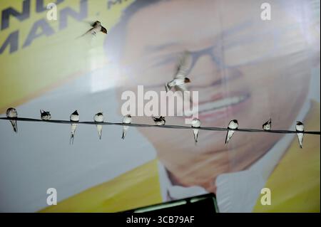 7 octobre 2023, Yogyakarta, Yogyakarta, Indonésie : des milliers de hirundo rustica asiatiques perchés sur les lignes électriques de la ville et les lumières des panneaux d'affichage pour se reposer la nuit à Yogyakarta, le 7,2023 octobre. Cet oiseau de petite longueur migre de ses aires de reproduction en Amérique du Nord et en Eurasie. Pour éviter les conditions météorologiques extrêmes, ces oiseaux volent, cherchent de la nourriture et se reposent dans d'autres régions. L'itinéraire de voyage est assez long, à partir de l'Amérique centrale et du Sud, du sud de l'Espagne, du Maroc, de l'Egypte, de l'Afrique subsaharienne, moyen-Orient, Inde, Indochine, Malaisie, Australie, jusqu'à l'arrivée en Indonésie à Septembe Banque D'Images