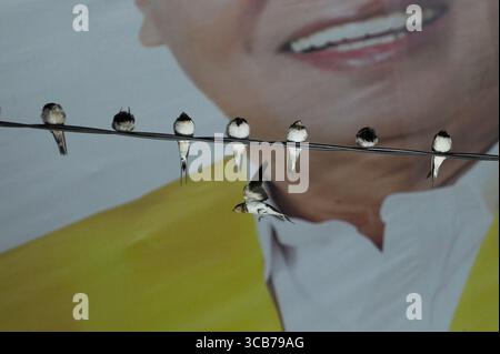 7 octobre 2023, Yogyakarta, Yogyakarta, Indonésie : des milliers de hirundo rustica asiatiques perchés sur les lignes électriques de la ville et les lumières des panneaux d'affichage pour se reposer la nuit à Yogyakarta, le 7,2023 octobre. Cet oiseau de petite longueur migre de ses aires de reproduction en Amérique du Nord et en Eurasie. Pour éviter les conditions météorologiques extrêmes, ces oiseaux volent, cherchent de la nourriture et se reposent dans d'autres régions. L'itinéraire de voyage est assez long, à partir de l'Amérique centrale et du Sud, du sud de l'Espagne, du Maroc, de l'Egypte, de l'Afrique subsaharienne, moyen-Orient, Inde, Indochine, Malaisie, Australie, jusqu'à l'arrivée en Indonésie à Septembe Banque D'Images