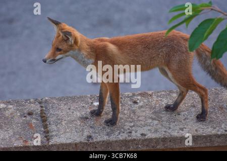 Renard urbain (Vulpes vulpes) debout sur un mur de jardin, tôt le matin, en été, dans le nord de Londres, Tottenham, Londres, Angleterre, Royaume-Uni. Banque D'Images