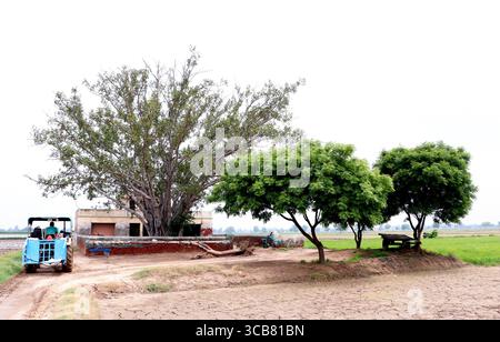 Delhi, Inde, 21 juin 2024 : une scène rurale paisible mettant en vedette un tracteur sur un chemin de terre, un grand arbre banyan à côté d'un vieux bâtiment, et une végétation luxuriante loin Banque D'Images