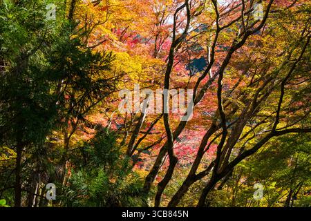Les couleurs automnales de rouge, orange et jaune vives remplissent ce paysage forestier tranquille, créant un sentiment de sérénité et de beauté naturelle. Kozan-ji Buddhi Banque D'Images