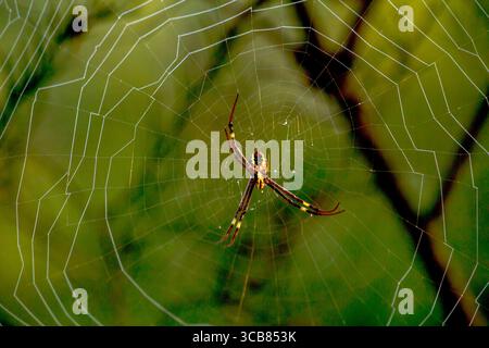 13 mai 2023, Sydney, Nouvelle-Galles du Sud, Australie : présence d'Andrew's Cross Spider dans le jardin Web à Sydney, Nouvelle-Galles du Sud, Australie. Les araignées de la Croix de St Andrew sont des copains fantastiques de jardin car ils tournent de grandes toiles qui capturent facilement les insectes tels que les mouches, les moustiques, les mites, les abeilles et les insectes. Ils ne sont pas agressifs envers les gens et leur morsure n'est pas toxique. (Crédit image : © Tara Malhotra/ZUMA Press Wire) Banque D'Images