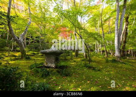 Paisible jardin japonais avec une lanterne en pierre traditionnelle au milieu d'arbres verdoyants et d'un sol couvert de mousse, temple bouddhiste de Giōji, Kyoto Banque D'Images