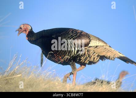 Mâle (tom) dinde de Merriam sauvage (Meleagris gallopavo merriami) dans la zone de gestion de la faune sauvage de Cecil D. Andrus Idaho Banque D'Images
