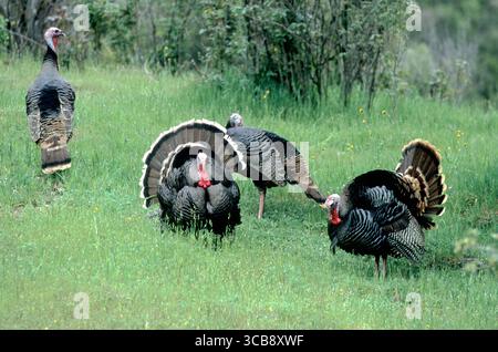 Dindes de Merriam (Meleagris gallopavo merriami) exposées dans une prairie du centre de la Californie Banque D'Images