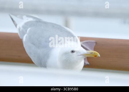 13 août 2023, Vancouver, Colombie-Britannique, Canada : un curieux Goéland argentatus (Larus argentatus) repose sur un balcon de croisière naviguant dans Burrard Inlet, Vancouver, C.-B.. Le goéland de couleur pâle avec un œil clair distinct est commun aux rivages du pacifique. (Image de crédit : © Christopher Drost/SHIFT digital via ZUMA Press Wire) Banque D'Images