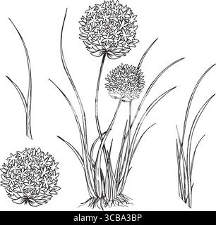 Ciboulette, ensemble de plantes d'ail. avec des feuilles et des fleurs. Illustration vectorielle de feuilles d'Allium tuberosum, inflorescences de fleurs isolées sur un fond Illustration de Vecteur
