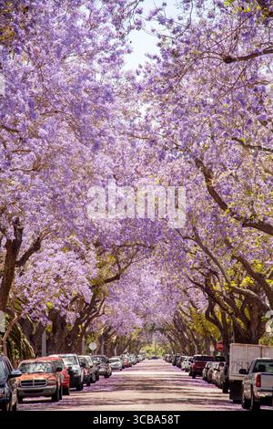 30 avril 2016 : des Jacaranda en fleurs bordent une rue de Santa Ana, CA. Jacaranda est un genre de 49 espèces de plantes à fleurs de la famille des Bignoniaceae (crédit image : © Spencer Grant/ZUMA Press Wire) Banque D'Images
