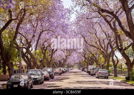 30 avril 2016 : des Jacaranda en fleurs bordent une rue de Santa Ana, CA. Jacaranda est un genre de 49 espèces de plantes à fleurs de la famille des Bignoniaceae (crédit image : © Spencer Grant/ZUMA Press Wire) Banque D'Images