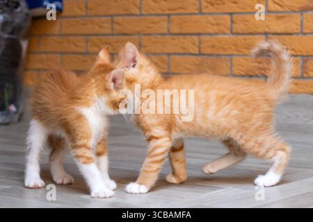 Deux adorables chatons orange et blanc sont ludiques l'un à côté de l'autre dans un cadre confortable, mettant en valeur leur nature ludique et mignonne Banque D'Images