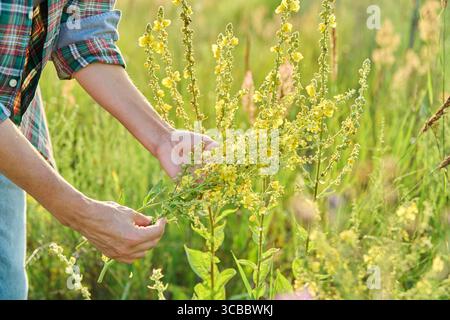 Herbes de prairie de champ sauvage, femme avec fleurs jaunes en fleurs de Verbascum nigrum plante Banque D'Images