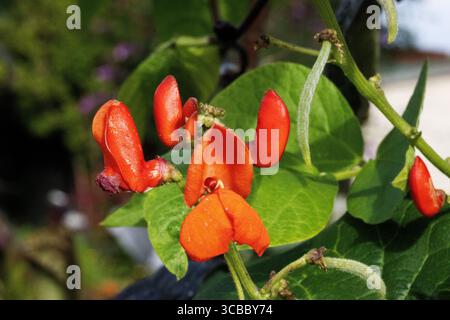 Red English Runner fleurs de haricots et feuilles dans un jardin anglais avec des outils d'allocation et des lits en arrière-plan Banque D'Images