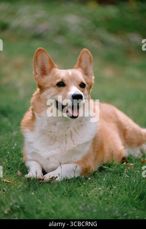 Joyeux Pembroke Welsh Corgi souriant dehors tout en étant allongé dans l'herbe Banque D'Images
