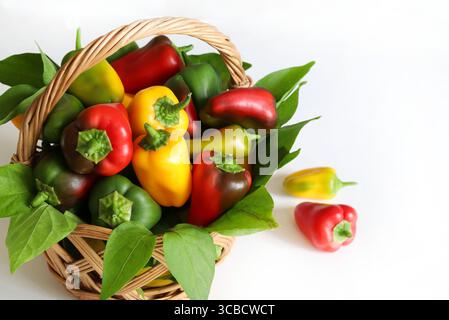 Groupe coloré de mini poivrons rouges, verts et jaunes dans un panier de paille isolé sur fond blanc. Collation de mini poivrons doux. Banque D'Images
