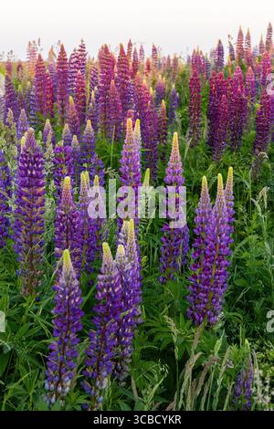 Champ de lupins en fleurs illuminé au coucher du soleil Banque D'Images