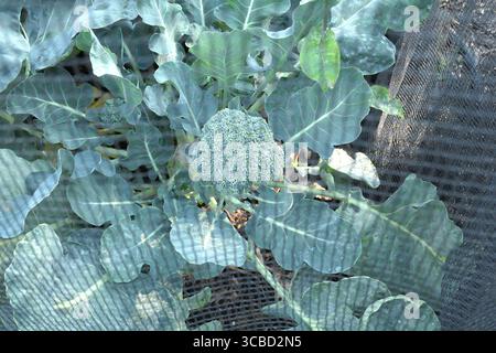Brocoli cultivé sur plante avec un filet fin protecteur. Banque D'Images