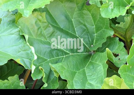 Gros plan de la grande feuille de la plante comestible rhubarbe fulton's fraise surprise. Banque D'Images