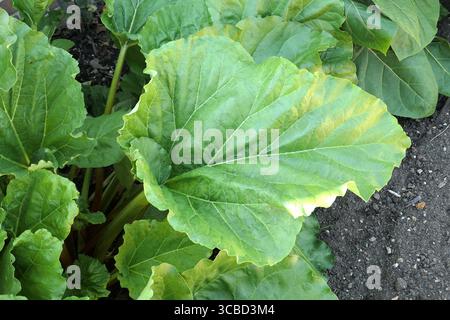 Gros plan de la grande feuille de la plante comestible rhubarbe fulton's fraise surprise. Banque D'Images