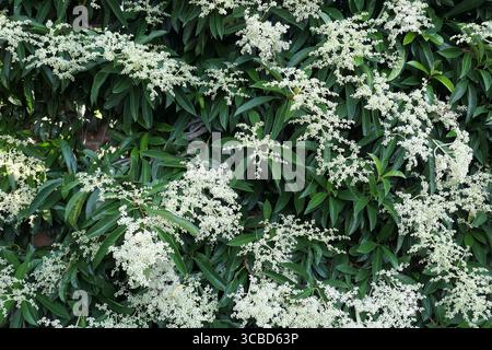 Gros plan sur les fleurs blanches et les feuilles vertes de l'hortensia grimpante schizophragma viburnoides ou Pileostegia viburnoides. Banque D'Images