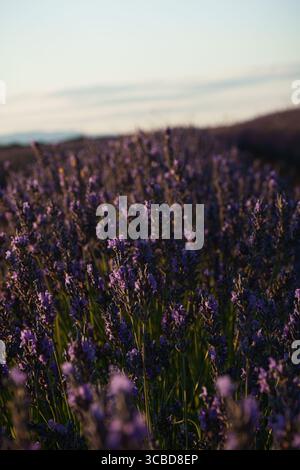 Un champ de fleurs violettes de lavande. Les fleurs sont violettes et le ciel bleu Banque D'Images