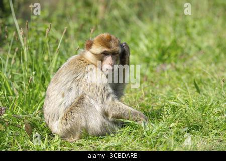 Macaque barbarie, singe rhésus, faune d'Afrique du Nord, habitat jungle Banque D'Images