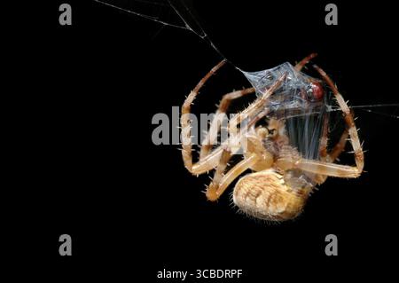 L'araignée enveloppe la proie prise dans un cocon Banque D'Images