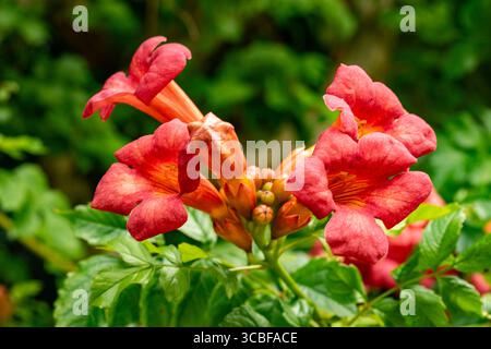 Terific Campsis x Tagliabuana 'Madame Galen'. Naturel gros plan portrait de plante fleurie fleuri avec un peu de feuillage. soulagés, intrigants, absorbants, audacieux Banque D'Images